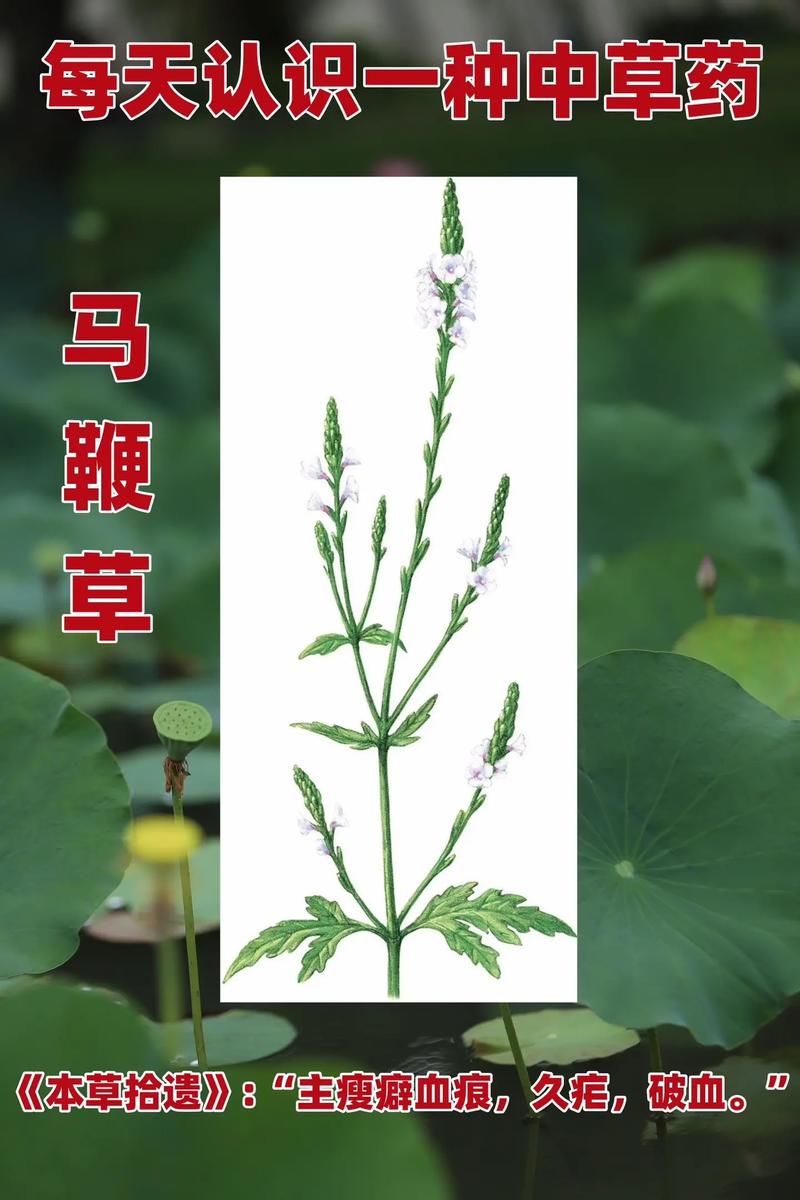 生物研究：探索生命奥秘的无限可能
