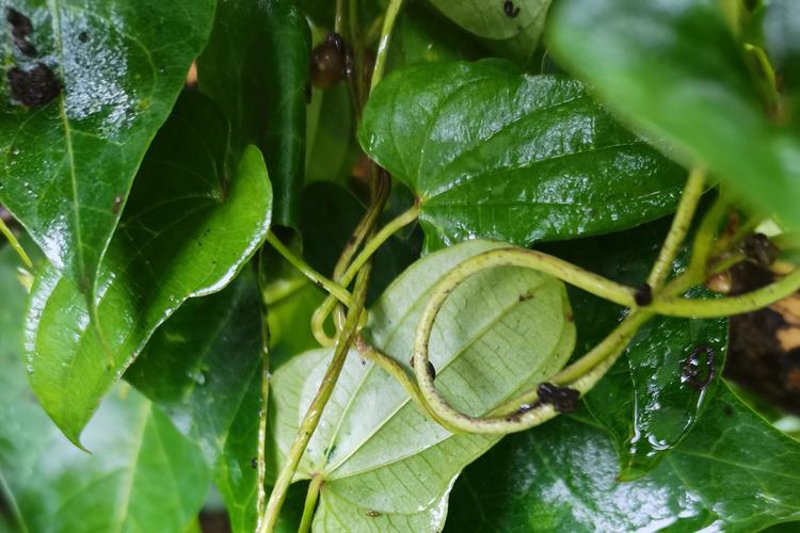 植物提取物